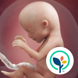 Icône de Pregnancy App & Baby Tracker